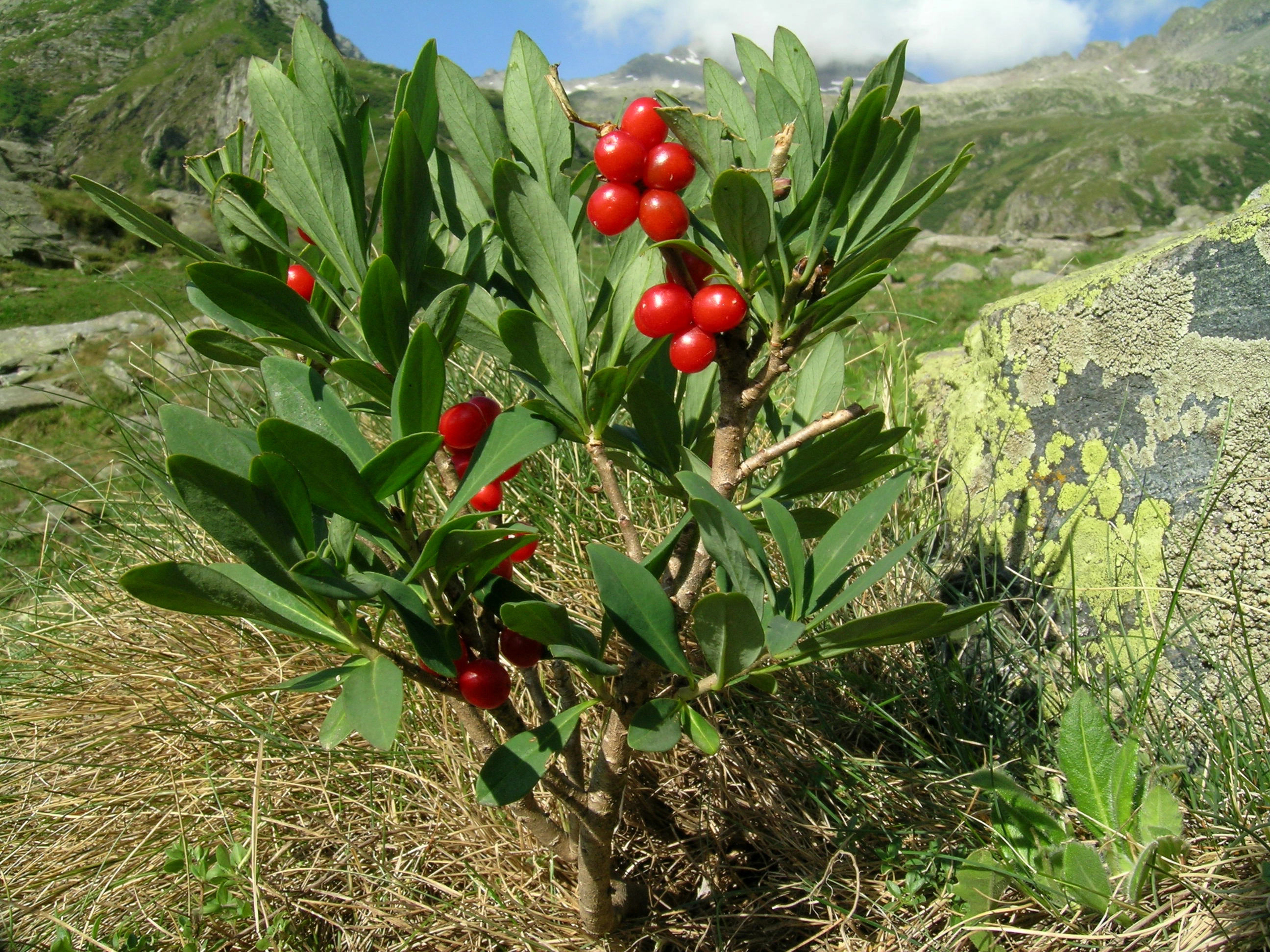 Daphne mezereum